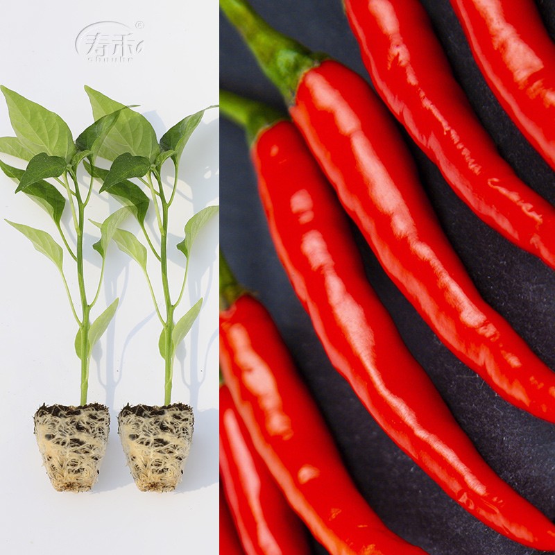 辣椒苗子大全小米椒春冬季蔬菜苗寿光秧苗带土盆栽阳台菜苗子 赤焰(单