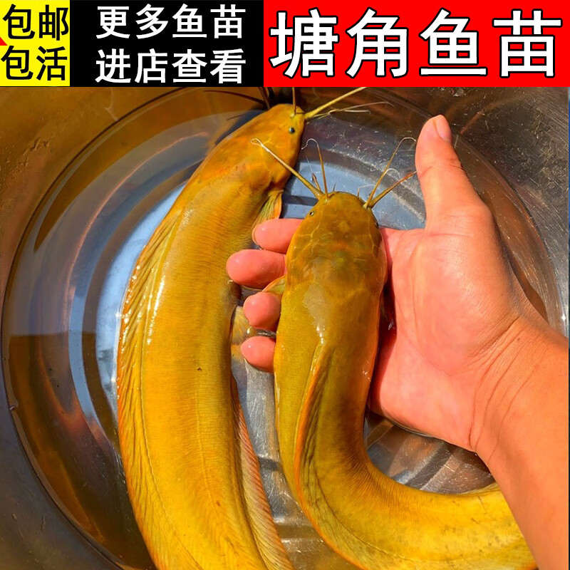 三筱塘鲺苗 土塘角鱼 埃及鲶鱼 革八须胡子鲶鱼批发淡水鱼苗活体 2-4