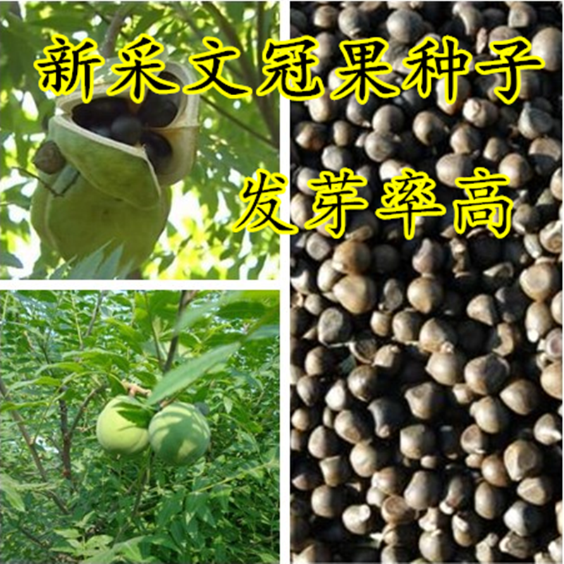 帅轩文冠果种子新采文冠果树苗种子 文冠果籽可榨油手串 经济林木