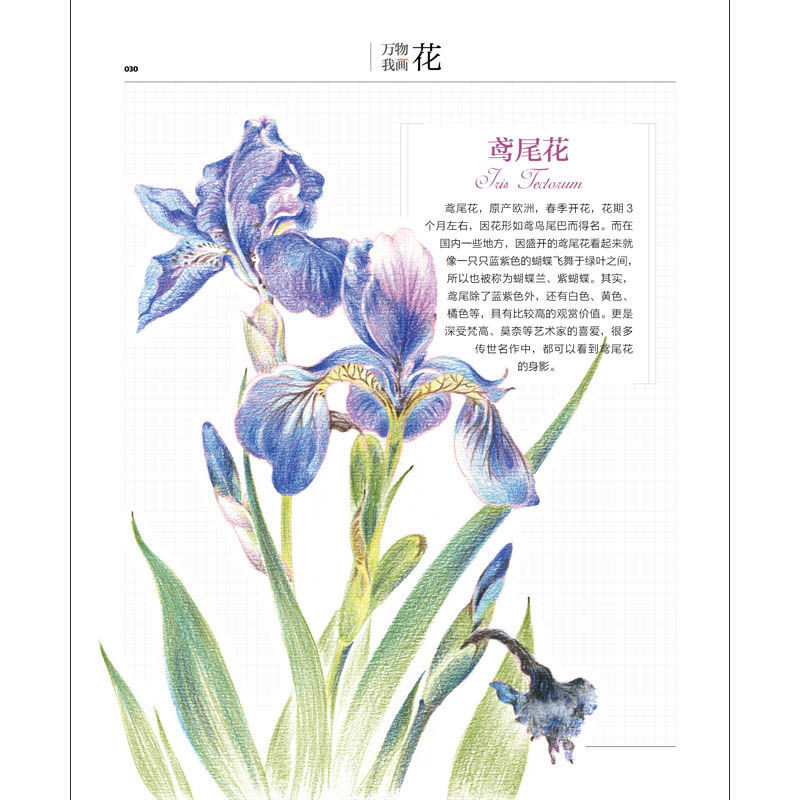 万物我画花 37种彩铅图绘花卉 彩铅画素描入门彩铅画