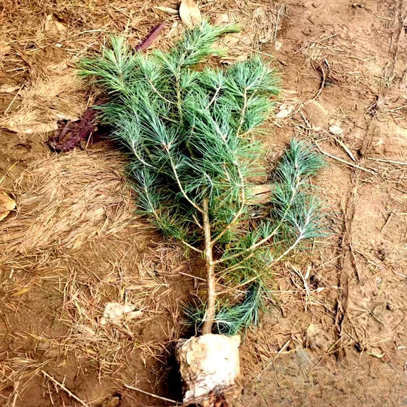 植果缘雪松树苗四季常青绿化耐寒圣诞树名贵宝塔松松树庭院别墅观赏