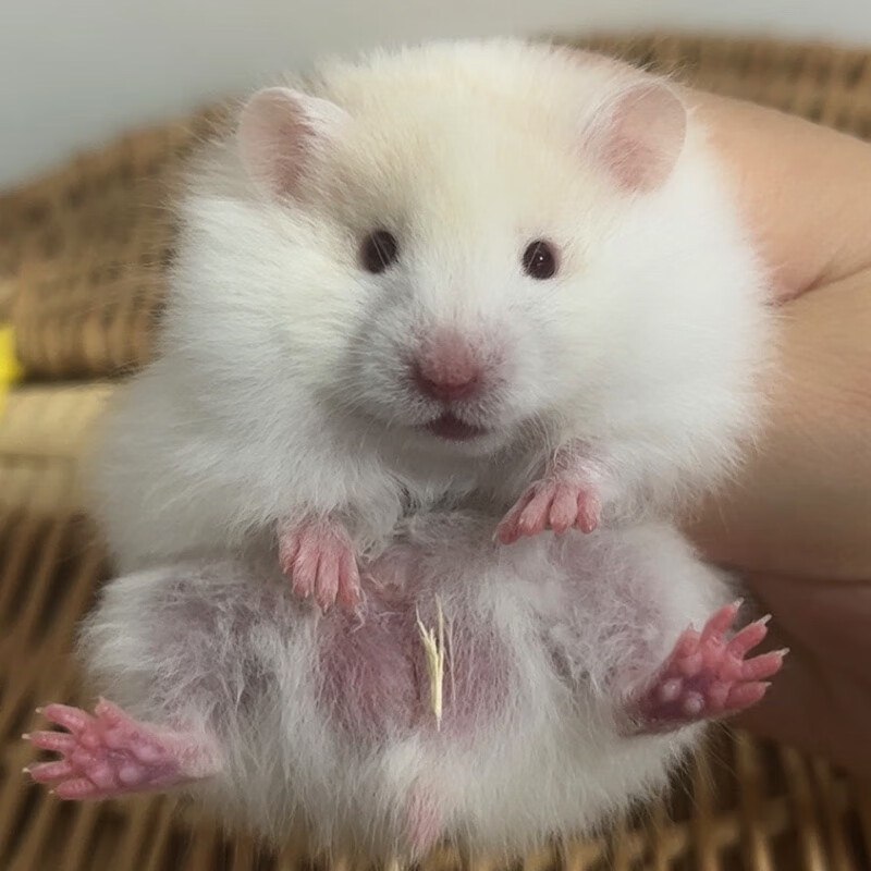 家养金丝熊长毛仓鼠熊活体温顺容易上手适合宿舍家庭饲养的小动物