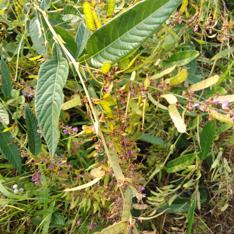 药材葫芦茶草药田刀柄 咸鱼草 狗舌犁仙茶伯罗舌干品500gfx