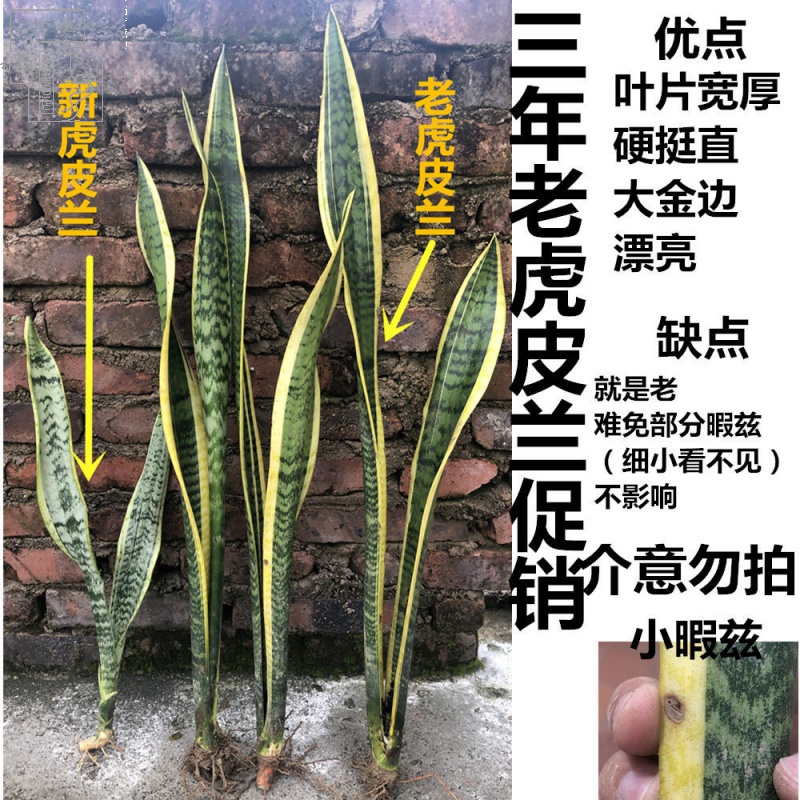 金边高脚虎皮兰盆栽室内大盆客厅绿植新房吸甲醛好养虎尾兰 老虎皮兰