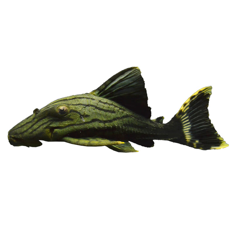 异型鱼绿皮皇冠豹活体白金哥白哥绿蓝眼皇冠豹钻石金线幽灵皇冠豹水