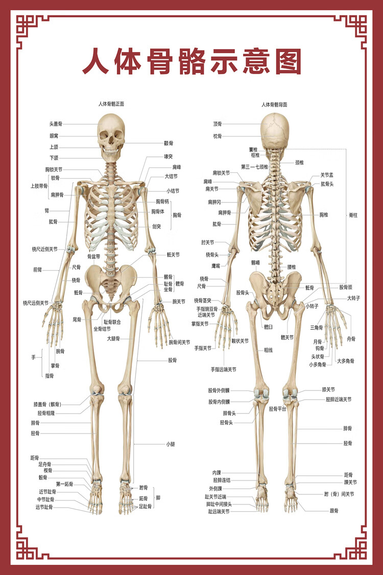 骨头器官位置示意图图片