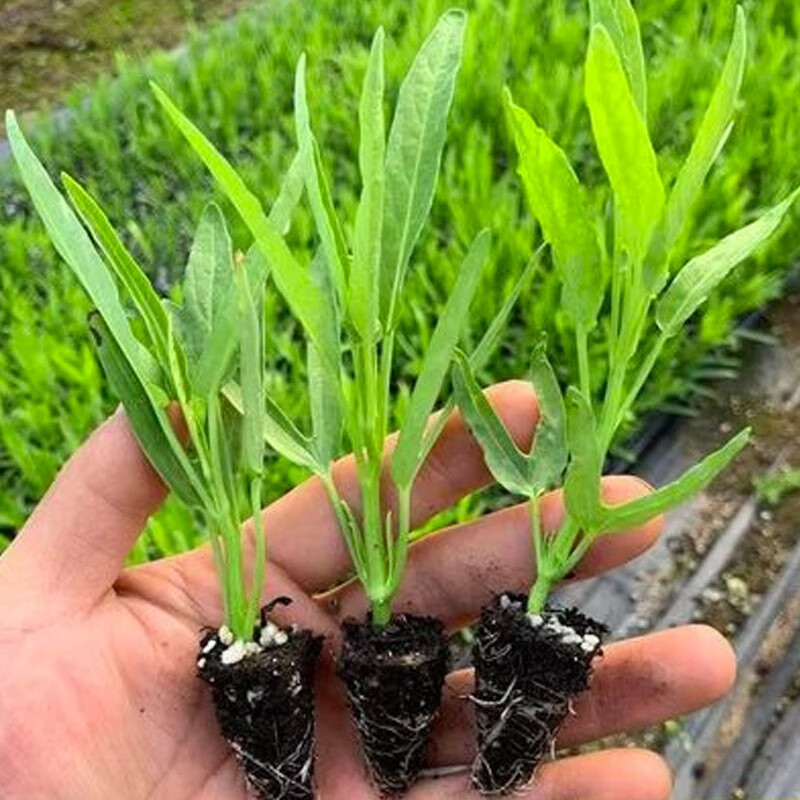 寿禾蔬菜苗批发大全春季秋天寿光带土菜苗子菜苗秋冬嫁接活苗 三叉