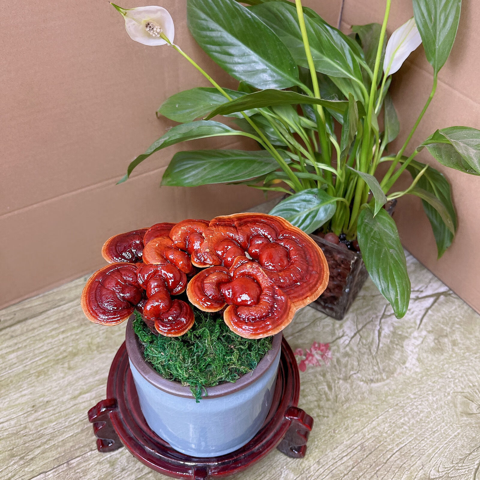 七流婉灵芝盆栽活灵芝盆载四季养趣味多肉绿植摆件真灵芝盆景观赏 赤