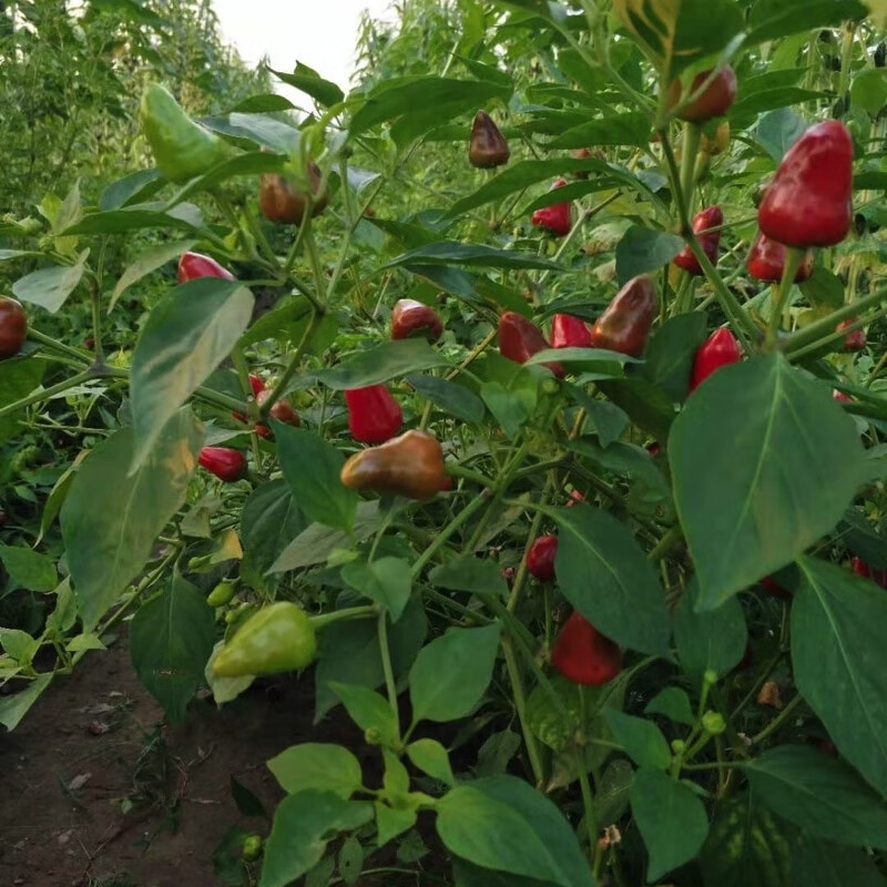 现摘新鲜灯笼椒 新鲜草莓椒 子弹头红辣椒 海椒泡椒剁辣椒 红色中辣 现摘人工精选5斤