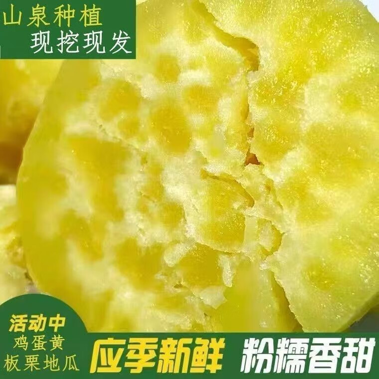 潮汕正宗白皮黄心鸡蛋黄板栗红薯现挖现发产地直销爆皮香甜粉糯鲜 5斤【中果】净重 商超品质