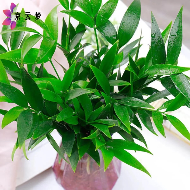 京云梦 驱蚊竹柏平安竹室内耐阴水养植物客厅卧室桌面绿植盆栽花卉四