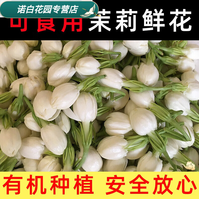 2022广西横县新鲜茉莉花苞鲜花朵新鲜现摘花骨朵产地直销顺丰 1斤 不含盆