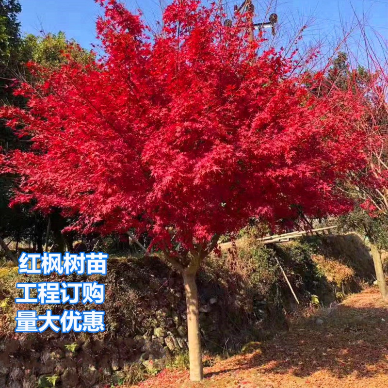 棕榈树苗 风景树红枫树苗中国红三季红红枫红舞姬红枫庭院道路绿化