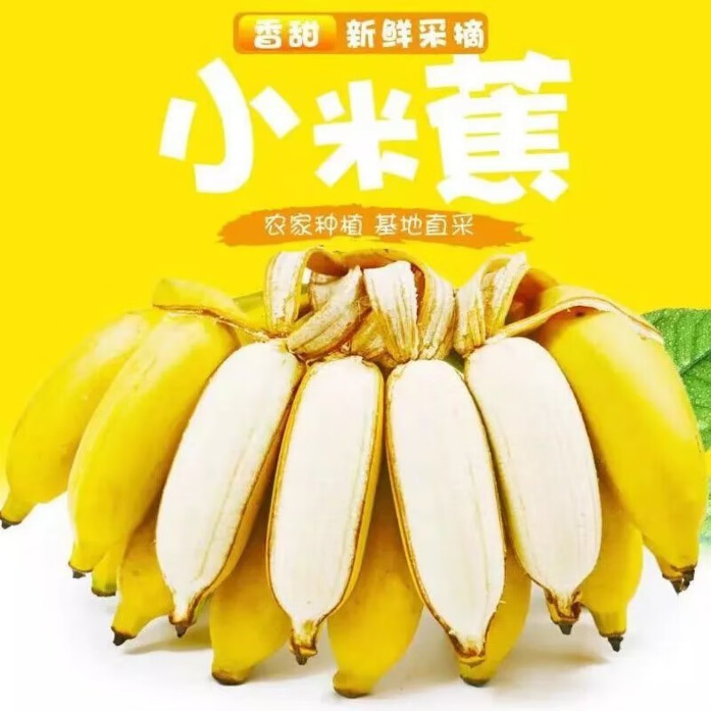 【现发】广西蕉当季水果现摘新鲜小香蕉皇帝蕉酸甜芭蕉蕉整箱 9斤净重一级果【当天现摘】泡沫 广西新鲜小米蕉【自然成熟】