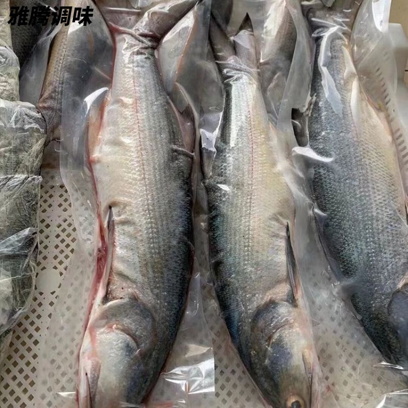 梦信四斤起整条马友鱼年货 礼广东北部湾渔民船钓大马鲅鱼深午鱼 2斤