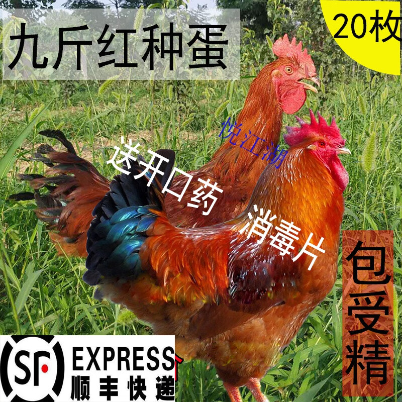 悦江湖纯种九斤红种蛋可孵化红玉380肉鸡小鸡大型九斤黄土鸡受精 20枚