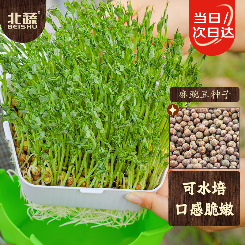 北蔬 麻豌豆种子芽苗菜水培无土栽培蔬菜种籽 北蔬麻豌豆种子500g