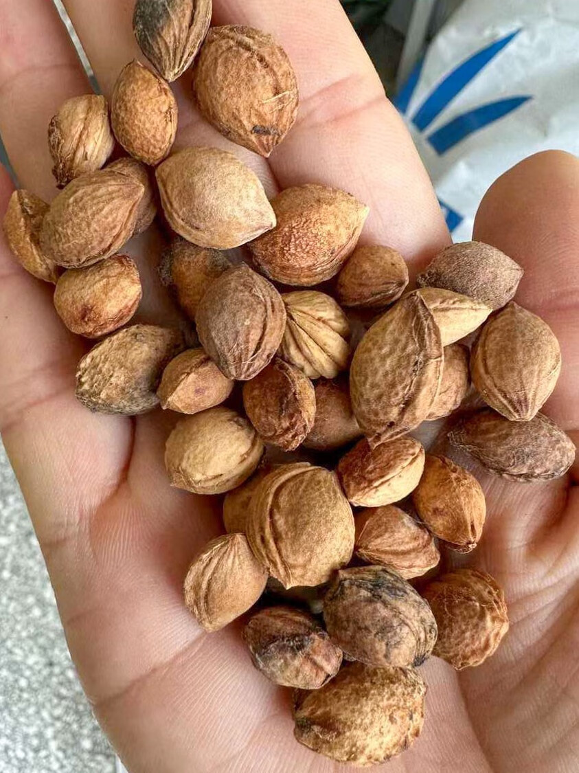 芗苒杏树杏核种子四季播种用种籽籽 杏树种子一斤