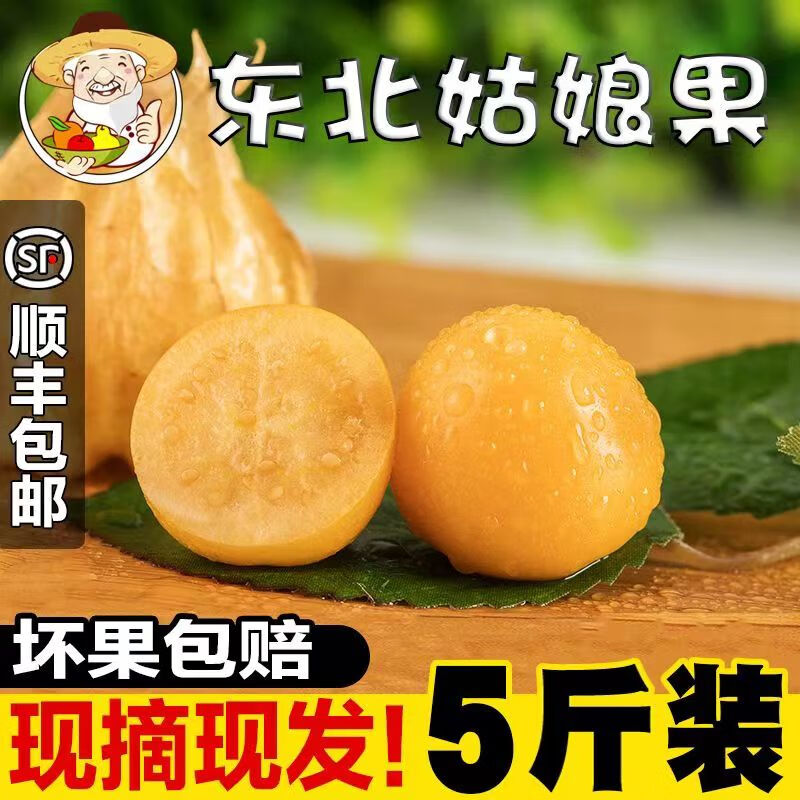 当季云南姑娘果5斤 新鲜大果特产水果灯笼果小金豆甜菇娘果现摘 5斤