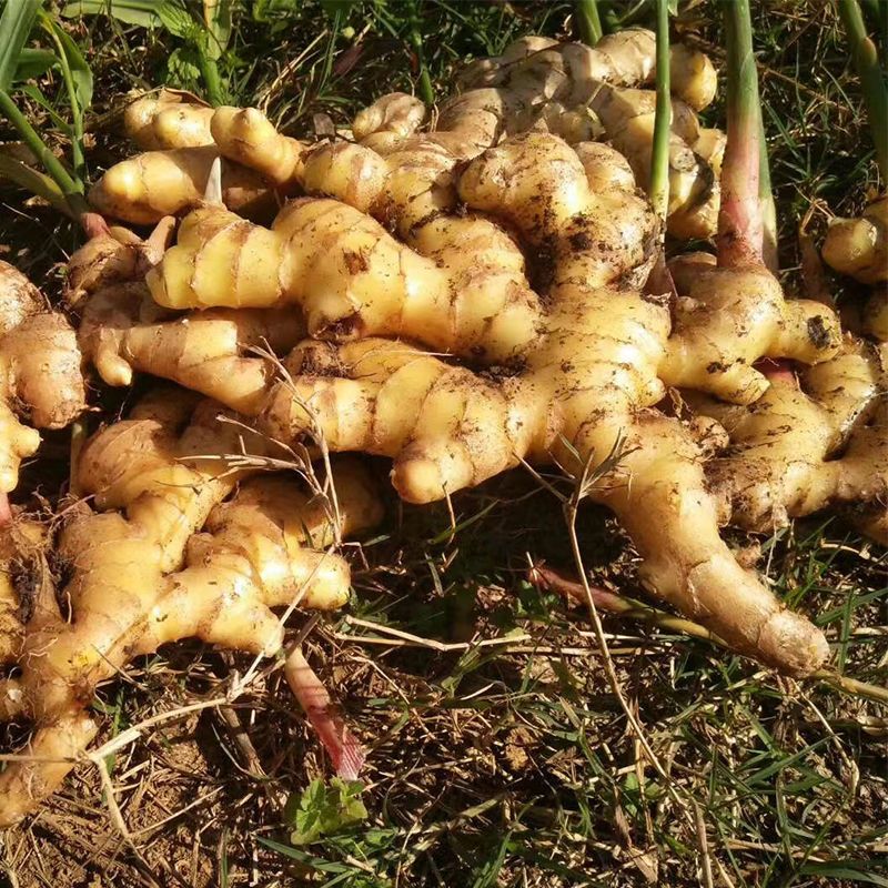 京誉姜种带芽生姜种子云南小黄姜种植苗姜芽种籽老姜种子小黄姜种苗 1