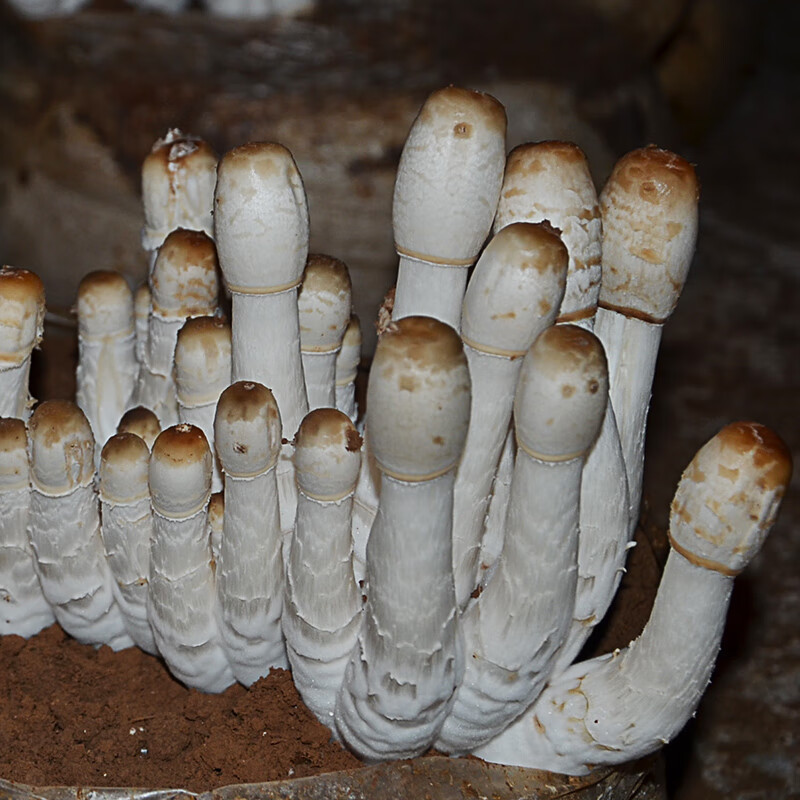 茗羽珺玥 鸡腿菇蘑菇种植菌包阳台种蘑菇菌种菌棒菌菇种家庭室内种植