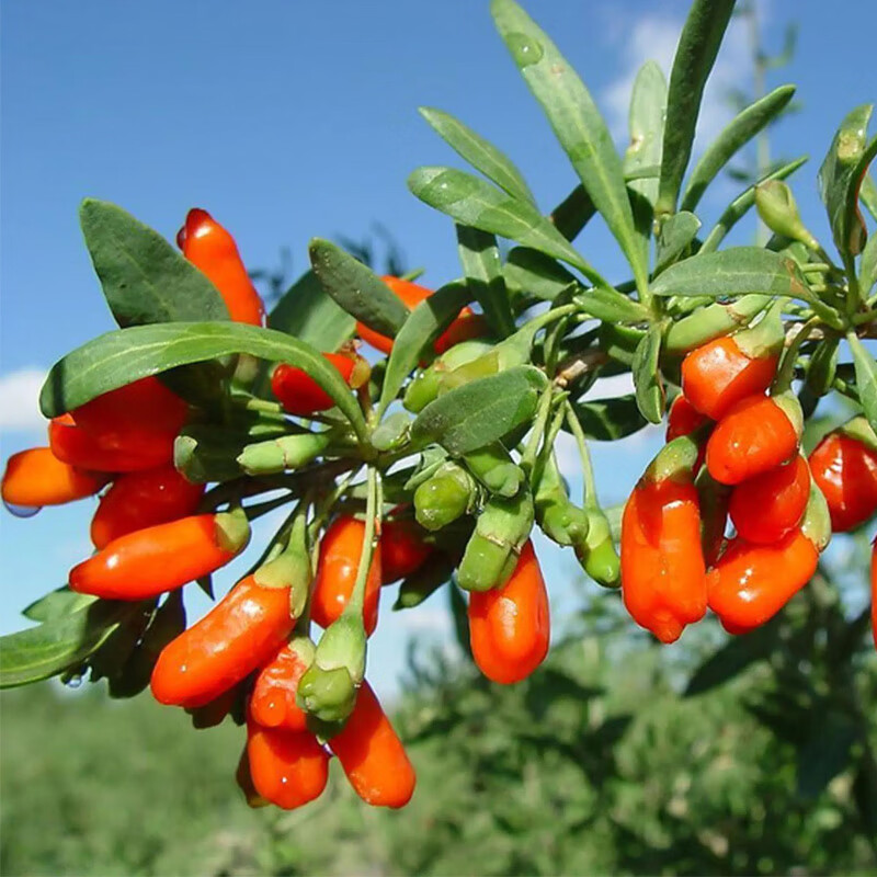 美漾红枸杞老桩树苗 四季种植阳盆栽地栽黑枸杞苗当年结果树树苖 枸杞