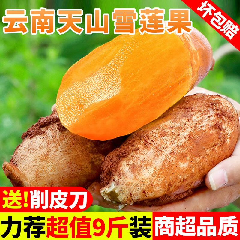 甜果源 云南天山雪莲果  高山红泥沙雪莲果云南特产时令应季新鲜水果 净重5斤【80%人选择】大果 【实惠装】
