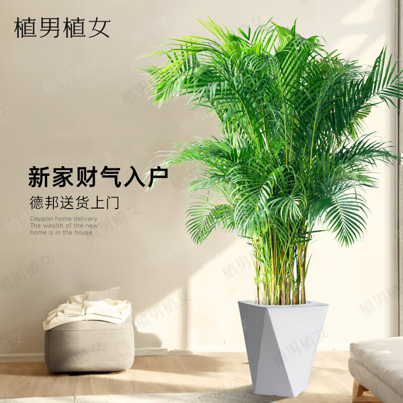 ���ڲ�����ֲ��ֲŮ��������Ǯ���������Ǯ���Ҹ������ƴ���ֲ���ڰ칫�ҿ�����ֲ ��ɢβ����100-120cm ������ ��֬Բ����