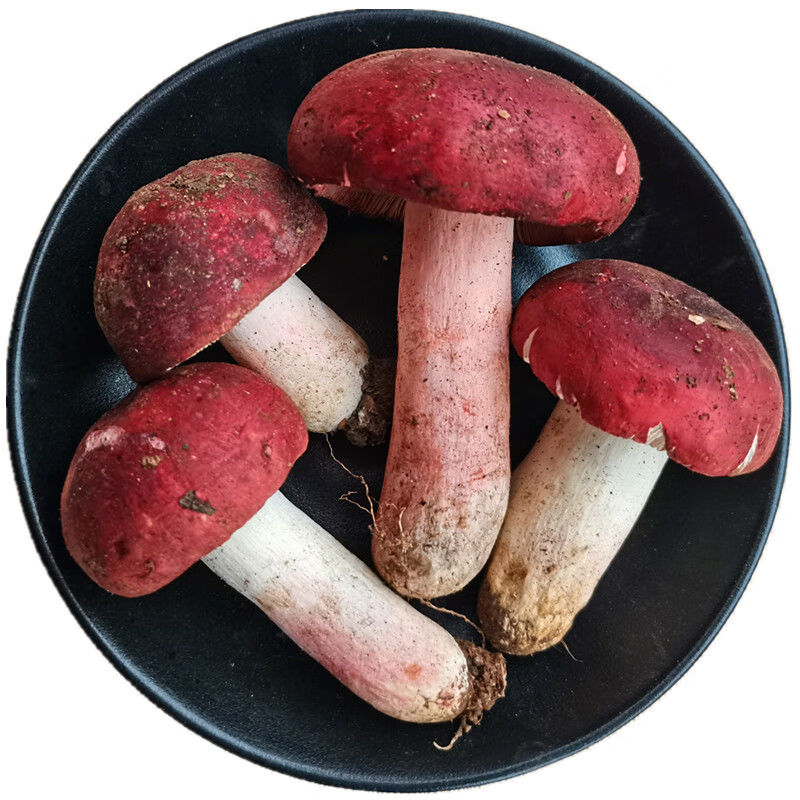 禾澹精品骨朵新鲜野生红菇大红菌云南普耳特产蘑菇红椎菌味道鲜美