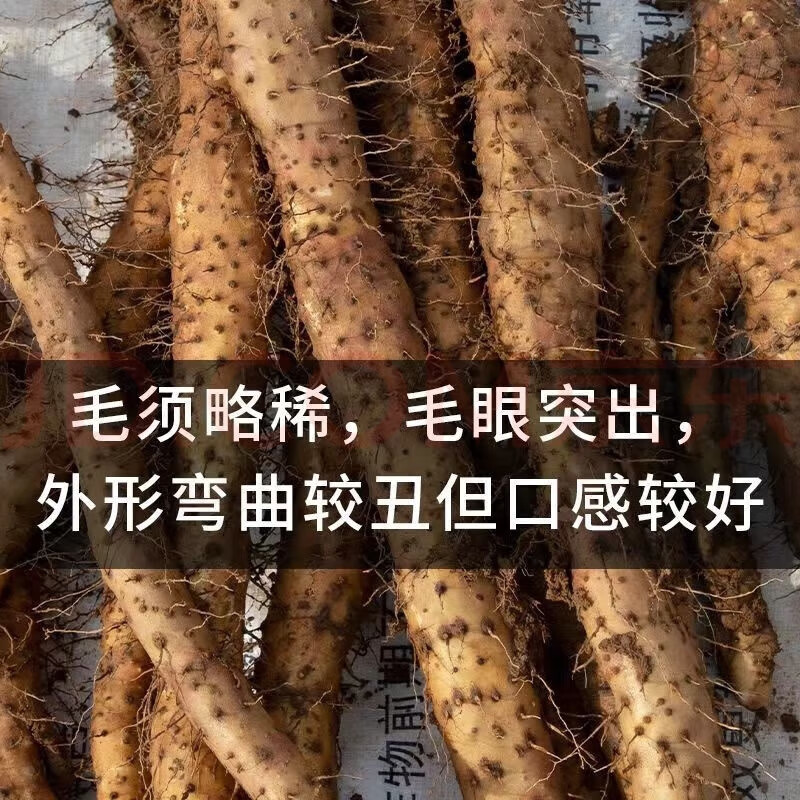 京蚨鲜温县垆土铁棍山药淮山药铁杆山药新鲜现挖蔬菜生鲜 净重5斤甄选【50-60mm】