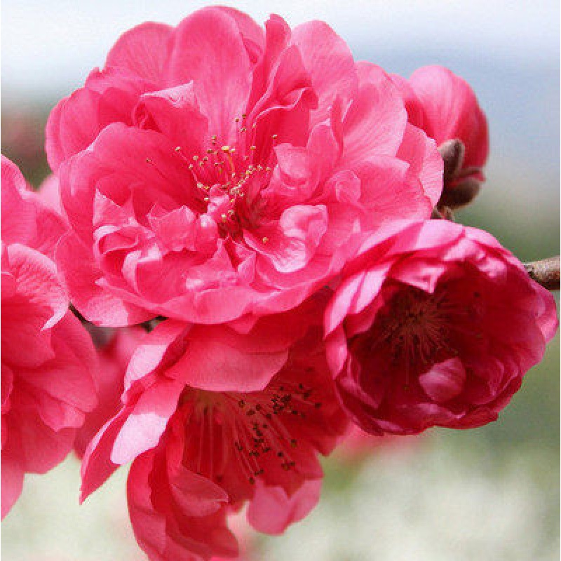 樱花树苗嫁接早樱晚樱樱花小苗绿化苗当年开花 八重红大岛(2公分粗)