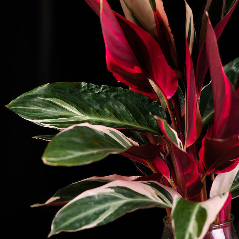 【凤凰焰】水培养植物室内绿植富贵竹花水养好养活的盆栽耐活 凤凰焰