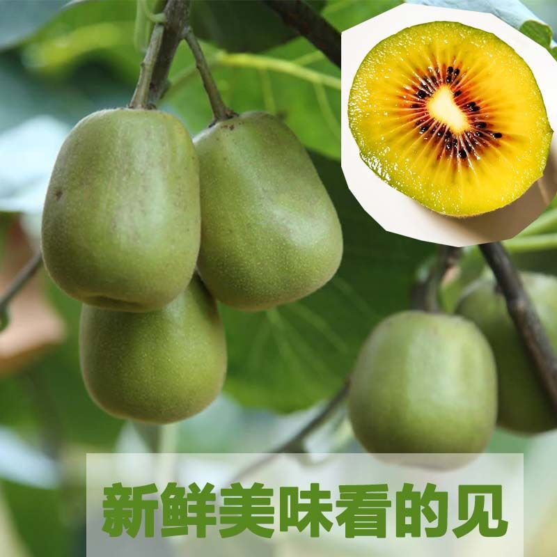 鲸咚亿农四川红心猕猴桃奇异果新鲜水果孕妇水果礼盒 24枚大果【90-110克】