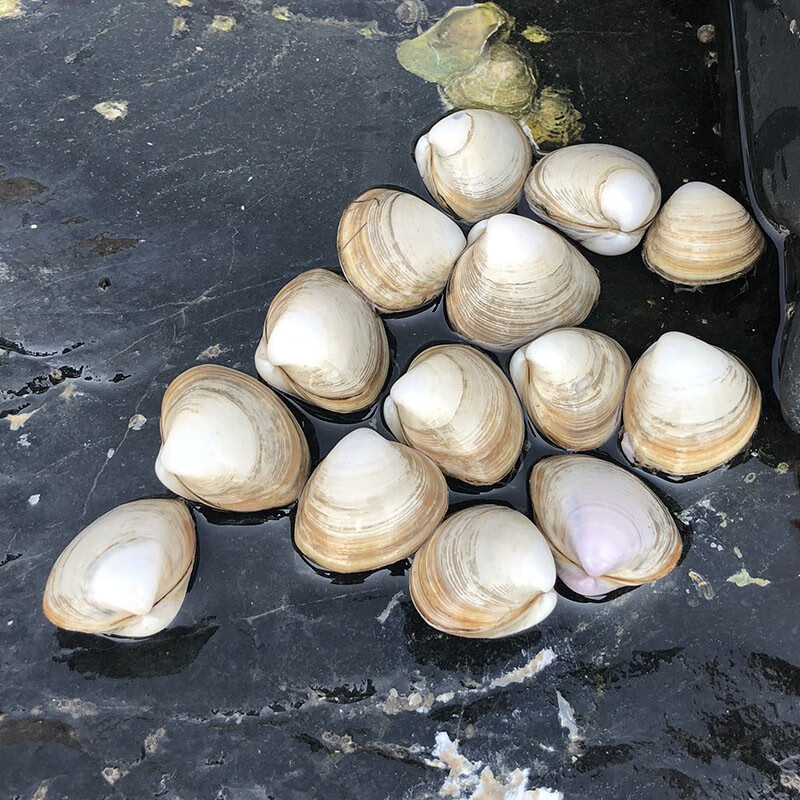 京鲜送鲜白蛤花甲无沙青蛤海贝新鲜超大蛤蜊蚬子 1斤