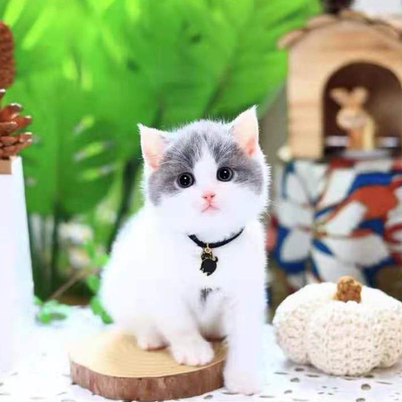 double yellow英短蓝猫幼猫猫咪活体蓝白金银渐层小猫幼崽英国短毛