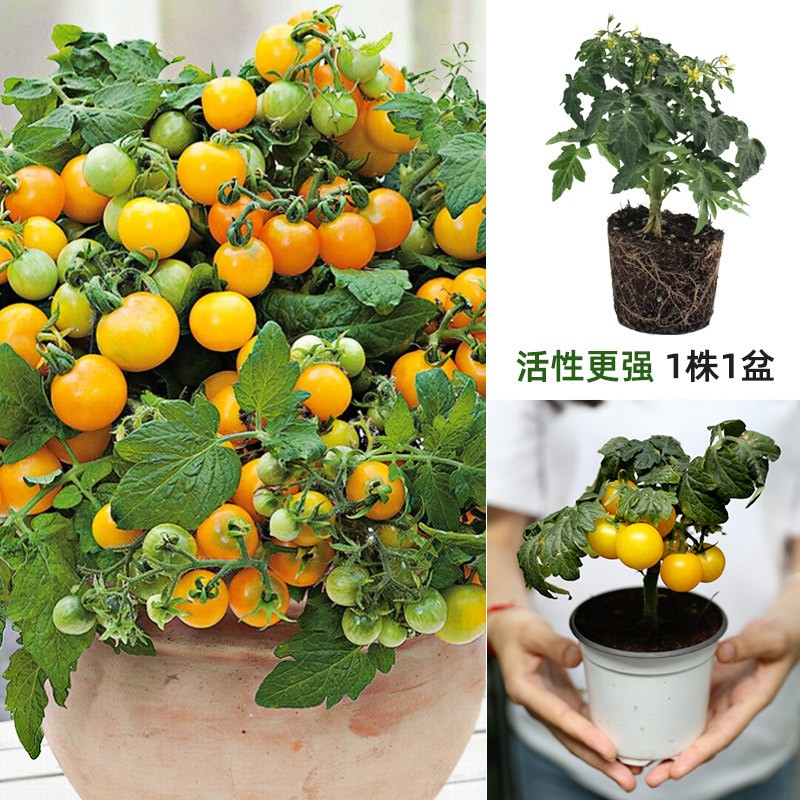 禹知蔬盆栽番茄苗水果小西红柿苗带土秧苗矮生树苗四季小柿子观赏阳台