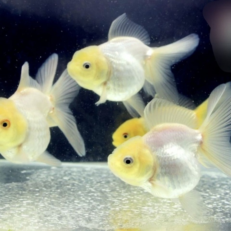 kjhgf新手养鱼淡水富贵鱼观赏鱼蓝瘦金鱼兰寿金鱼精品赛级蓝兽金鱼好