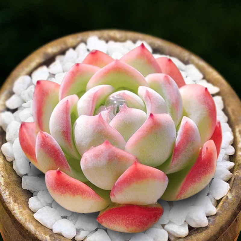 肉肉办公桌室内花卉办公桌面新手多肉植物 浅黄色 莎莎女王3-5cm单 不