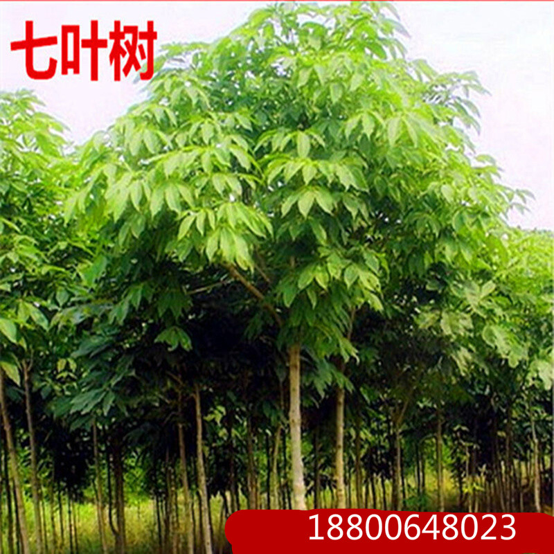七叶树苗七叶菩堤树苗绿化庭院苗木行道树苗梭椤树苗行道绿化苗木 7公分粗 30cm(含)-40cm(不含)