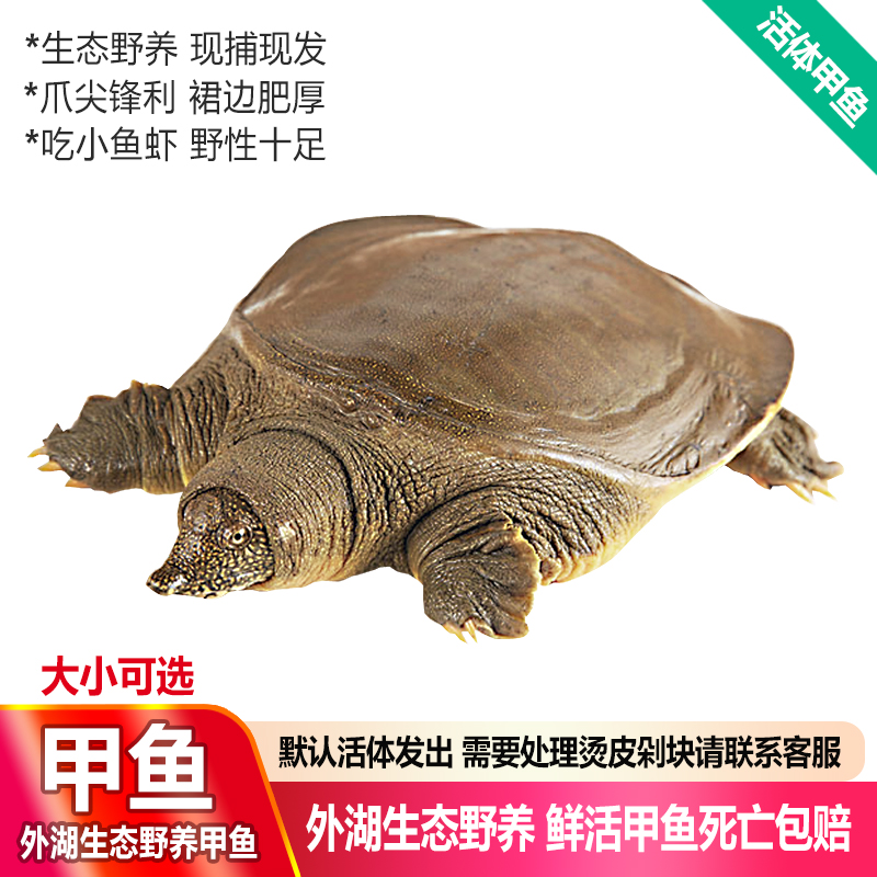 品鲜肴【活鲜】外湖野养生态甲鱼 中华鳖团鱼老鳖公鳖 现捕鲜活生鲜水产 公鳖 约1250g/只 （2.5斤）怎么看?