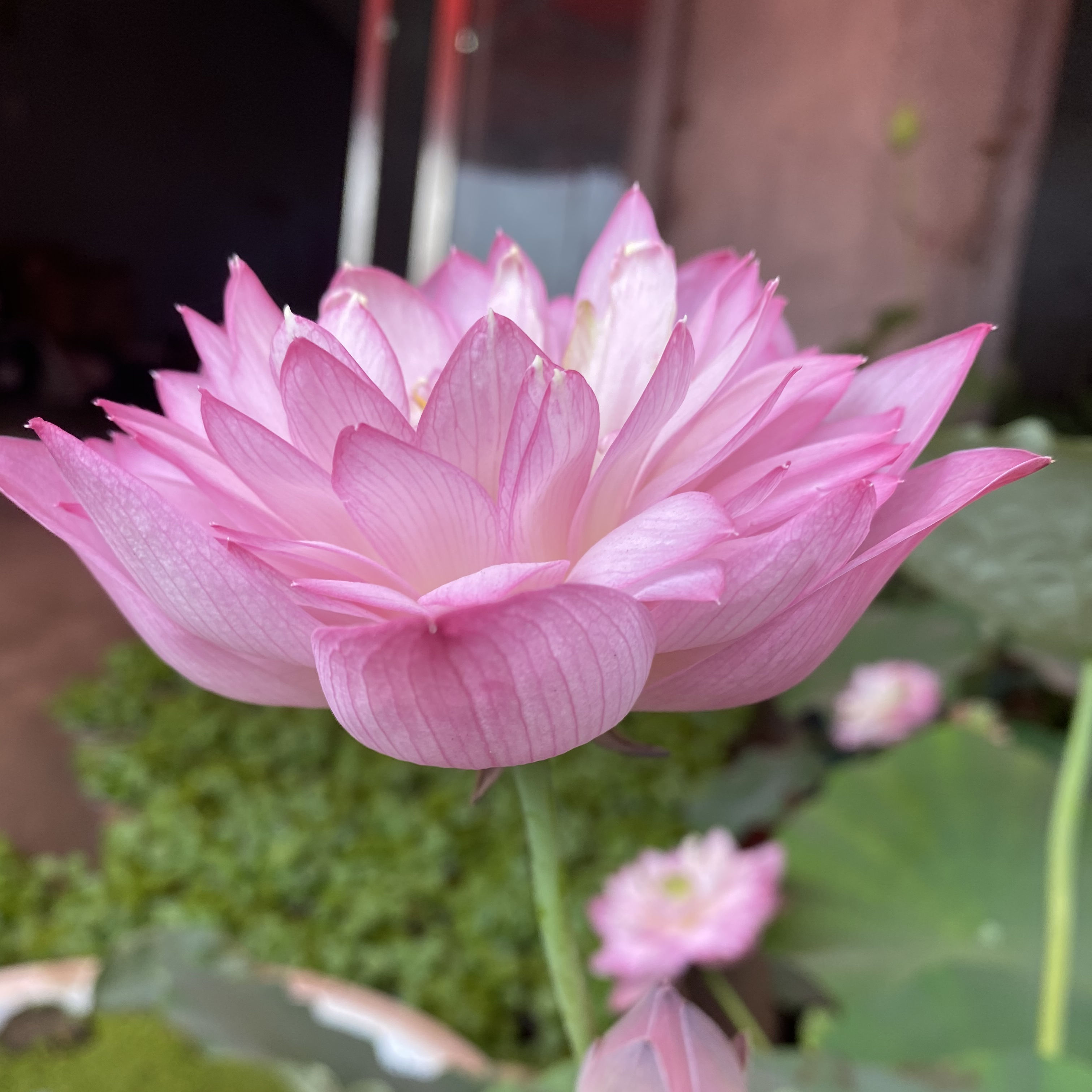 四季水生碗莲种子水培植物水养花水莲花种藕睡莲阳台观赏荷花盆栽 4仙