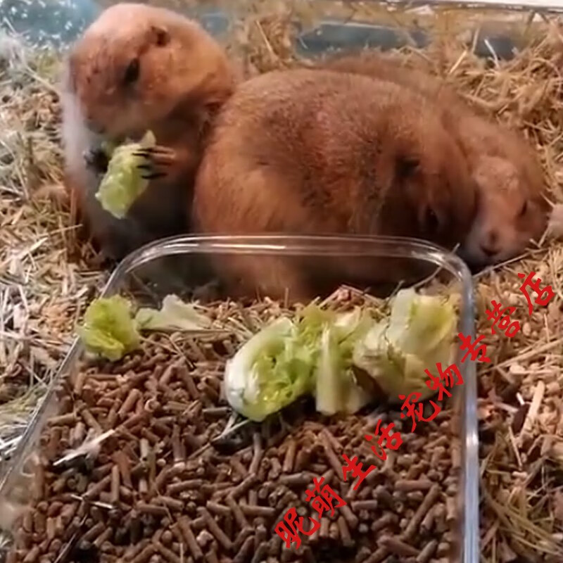 smvp 活体萌萌宠物黑尾土拨鼠幼崽可粘人土拨鼠活物已打疫苗 黑尾幼崽
