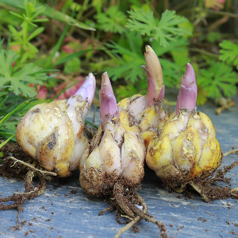 怎么查看花草林木类的历史价格|花草林木类价格走势图