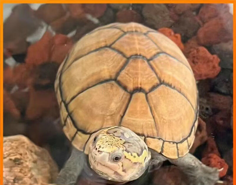 头盔龟乌龟头盔蛋龟活物蛋龟深水龟泥龟外塘观赏龟宠物活体苗可挑 24