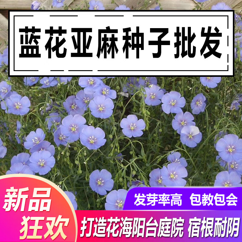 花俊蓝花亚麻种耐寒耐阴春秋播种多年生园林室外景观花 蓝花亚麻200粒