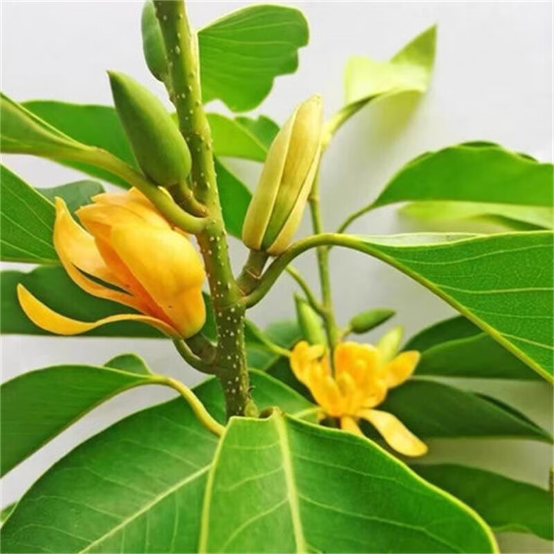 白兰花盆栽花卉植物室内花黄角兰白玉兰花树苗老桩 黄兰10年苗直径3cm