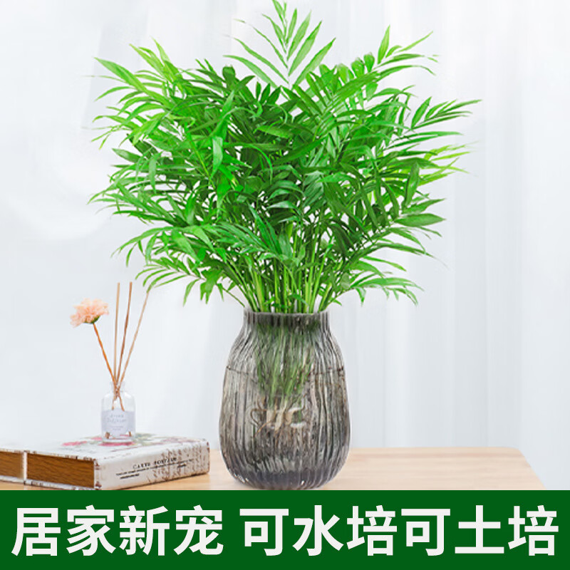 袖珍椰子水培绿植物富贵凤尾竹观叶盆栽客厅办公室内桌面好养四季