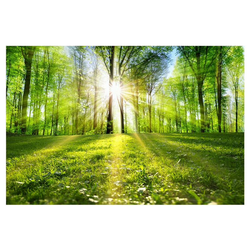 豪金聚阳光森林画绿色护眼客厅卧室办室贴画风 树林树木风景装饰画 高
