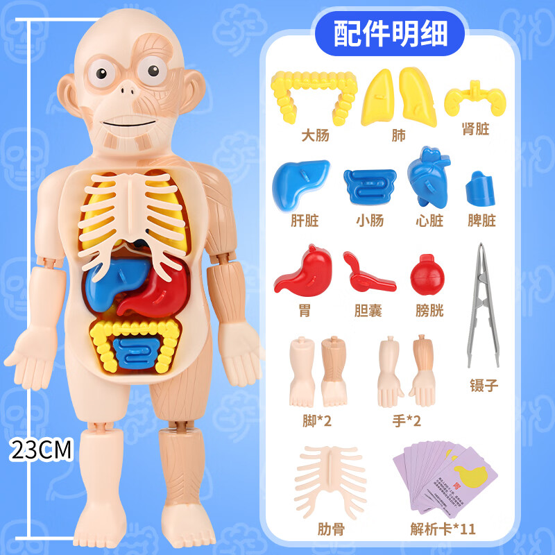 儿童人体器官模型  送认知卡