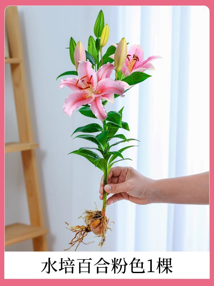 中梦水培植物香水百合花盆栽带花苞室内客厅花卉水养插花花束 粉色